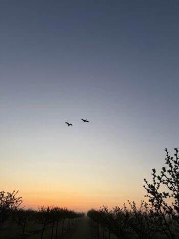 Ducks in the Morning