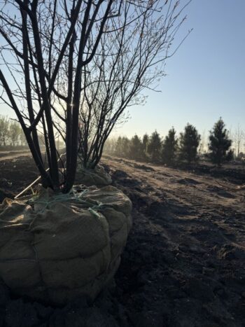 Sales Yard waking up for the season