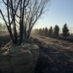 Sales Yard waking up for the season