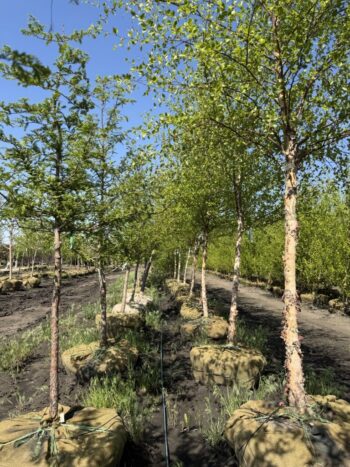Bald Cypress & River Birch