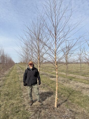 Betula nigra