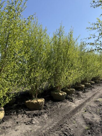 River Birch well cared for
