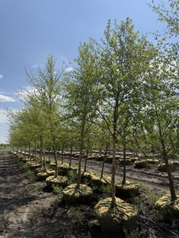 Betula nigra'Cully'
