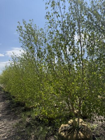 Betula nigra'Cully'