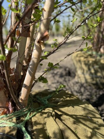 River Birch well cared for