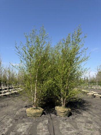 Betula nigra'Cully'