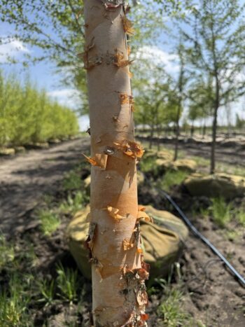 Betula nigra'Cully'