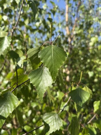 Betula populifolia 'Whitespire'