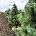 Domingo White Pine