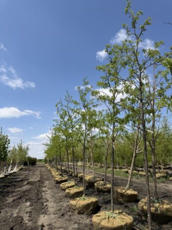 Gleditsia triacanthos 'Skycole'