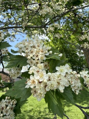 Hawthorn Flowers