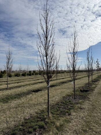 Regal Prince Oak ready to harvest