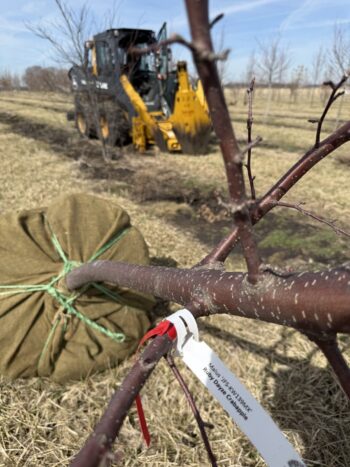 Fresh dug Crabapples
