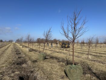 Spring harvest underway!