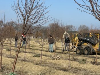 Spring harvest underway!