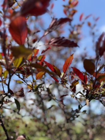 Malus 'JFS-KW5'