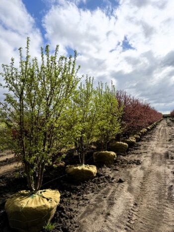 Malus Red Jewel Crabapple