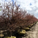 Malus Royal Raindrops Crabapple