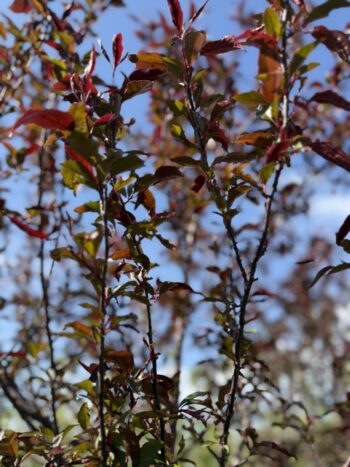 Malus 'Shotizam'