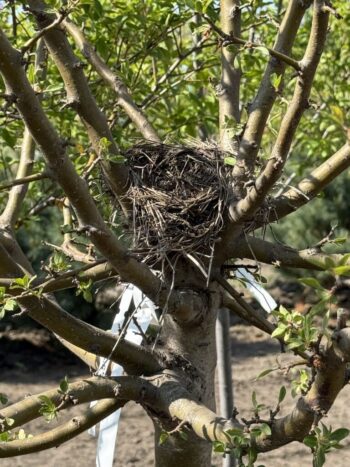 Malus sargentii 'Select A'