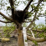 This FIrebird Crabapple comes complete with bird's nest!