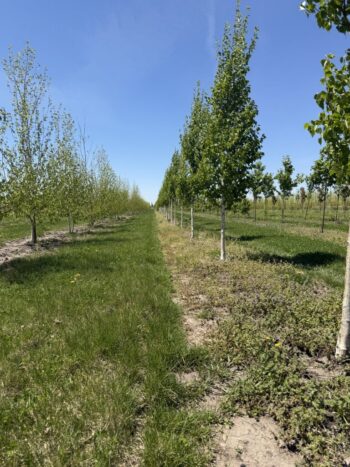 Parkland Pillar Birch