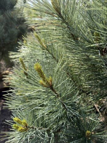 Pinus x 'Domingo'