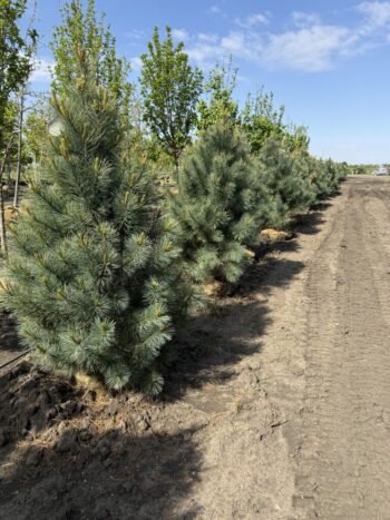Pinus x 'Domingo'