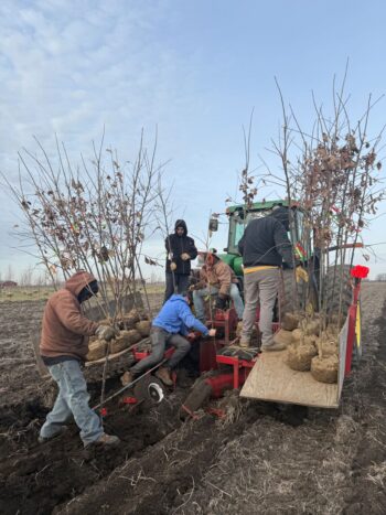 Planting Oaks