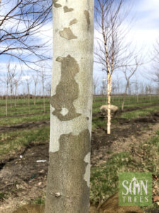 Platanus x acerifolia 'Morton Circle'
