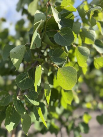 Populus tremuloides 'NE-Arb'
