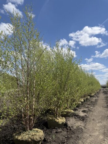 River Birch in the Sales Yard