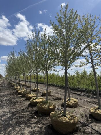 Fresh Maples in from the Field