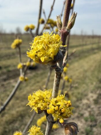 Cornus mas 'Golden Glory'