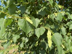 Greenspire Linden Blooms