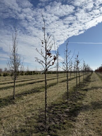 American Dream Oak