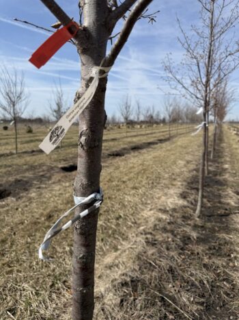 Tagging for Harvest