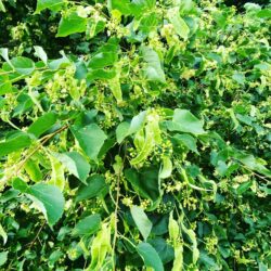 Linden Flowers