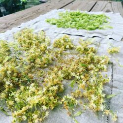 Linden Blooms