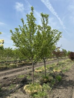 Malus 'Jewelcole'