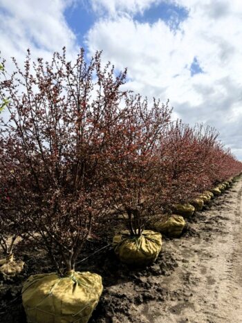 Malus Royal Raindrops Crabapple