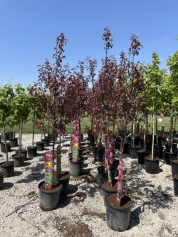 Malus 'JFS-KW5'