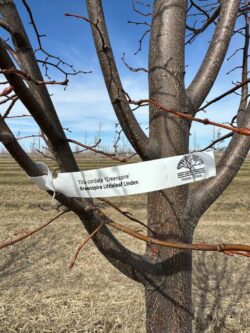 Lindens tagged and ready to harvest