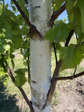 Parkland Pillar Birch