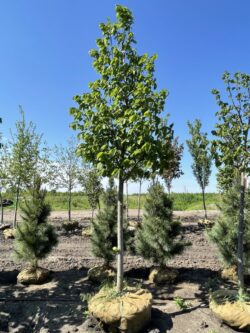 Redmond American Linden