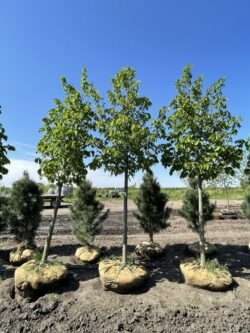 Redmond American Linden