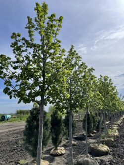 Redmond American Linden