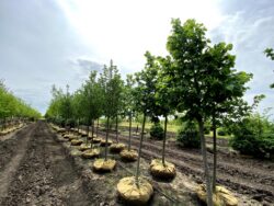 Redmond American Lindens