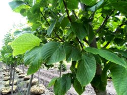 Redmond American Linden Foliage