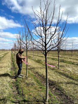 Tagging Lindens for a Customer - Already Dug and Ready to Load!
